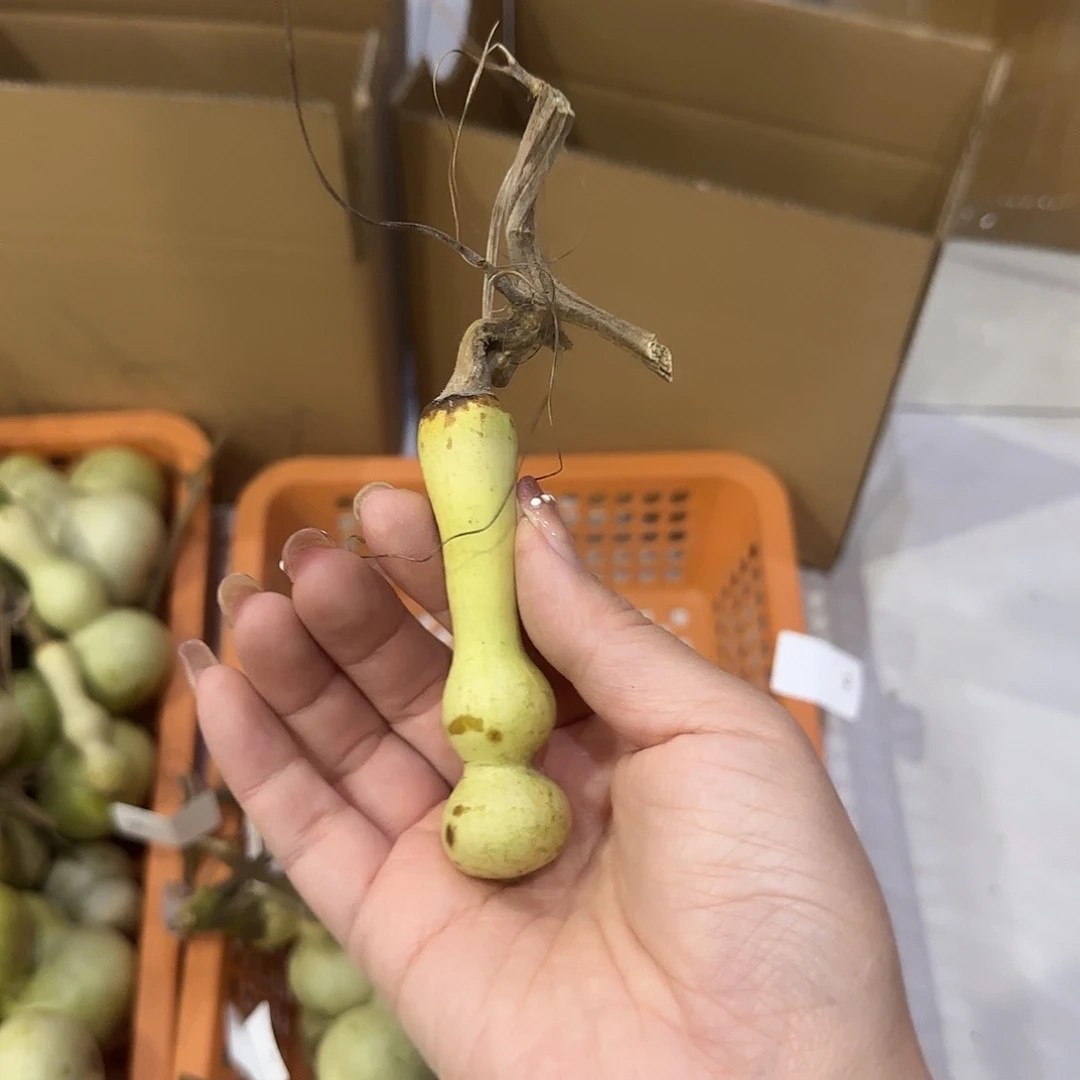 青皮不包成青皮不包成