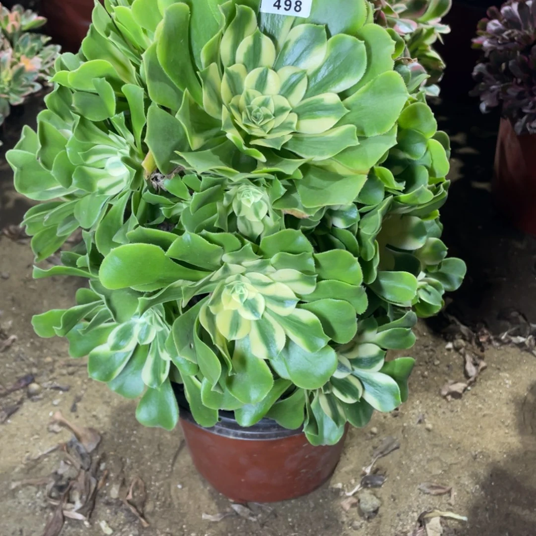 498辛尼亚多肉法师断枝不包