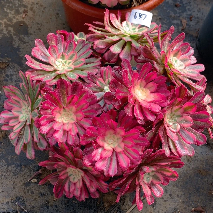 647红铜超白锦捧花朵朵