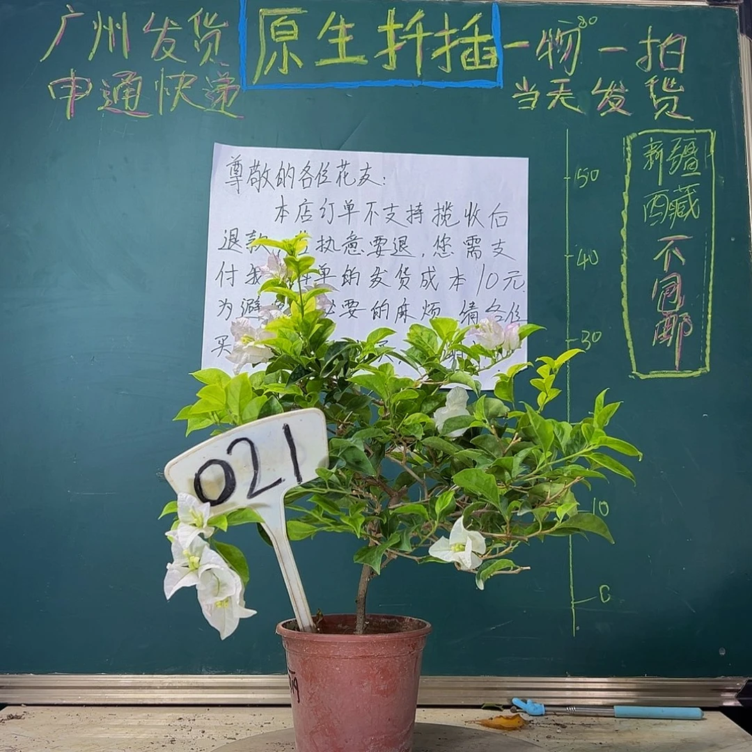 当前无花栽培后可以开花  金边叶丽娜  021
