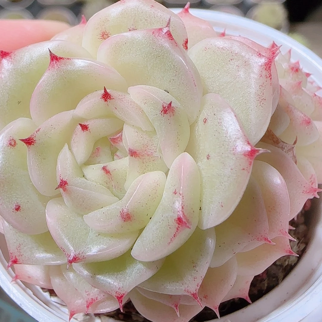 花语逸镜1120-97散