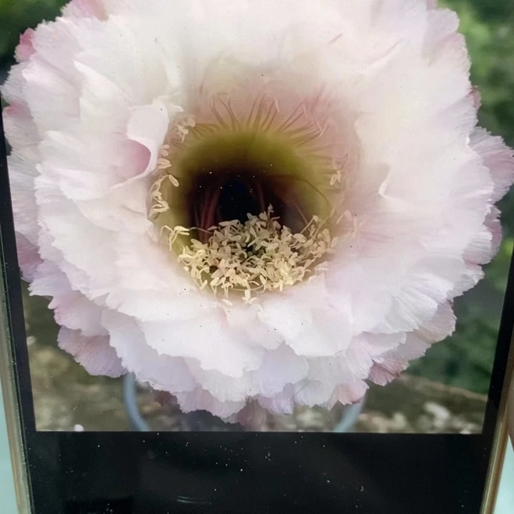 彩草黑美人带根4.5公分左右