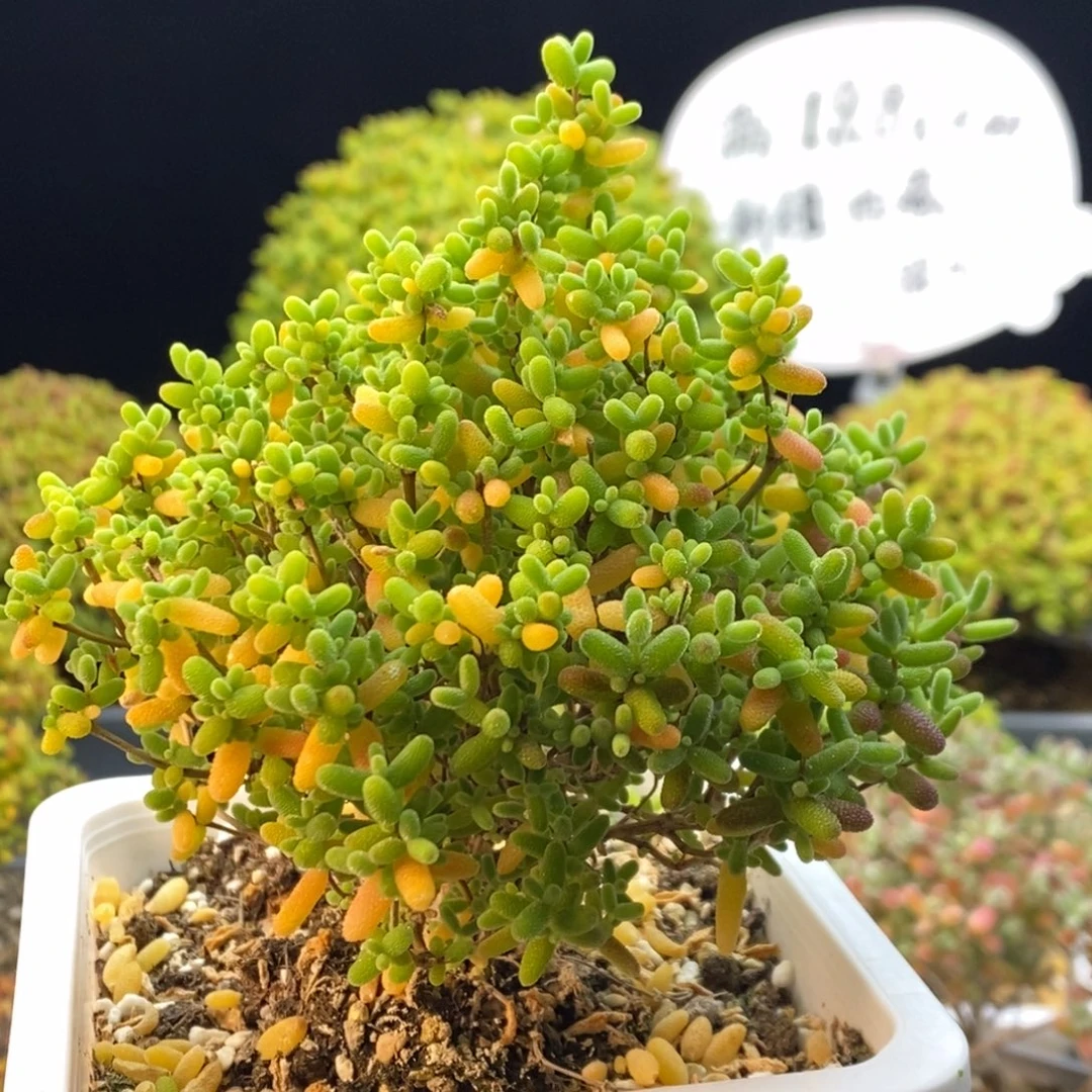 546蜜橘糖球。