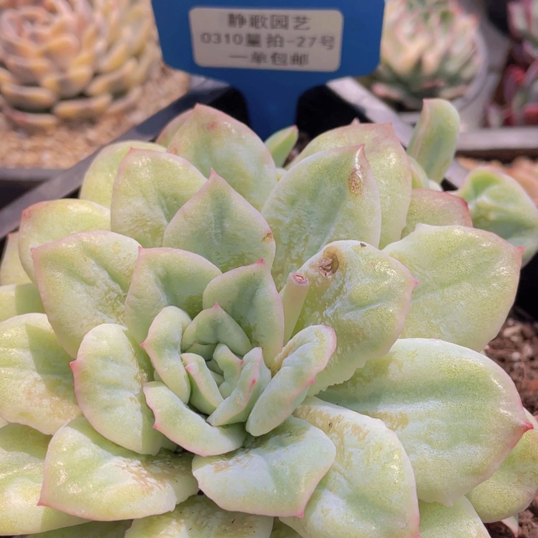 0310-27-泡泡纱裙大母本一颗