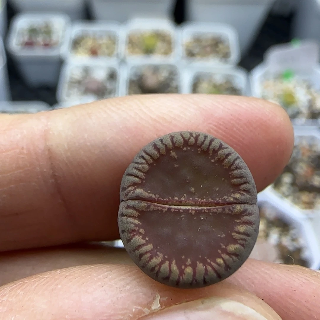 924二蜕红光阳清框福利30包邮