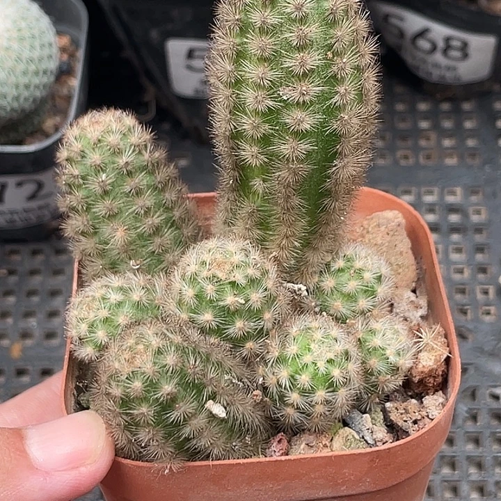 573精巧柱 仙人球