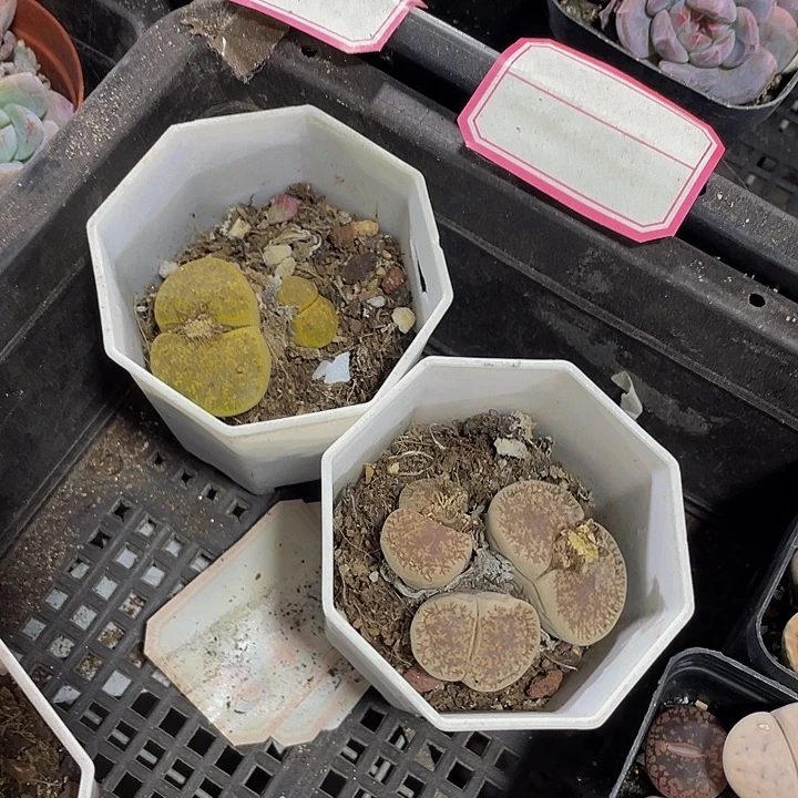 双头大双石花带哦土发