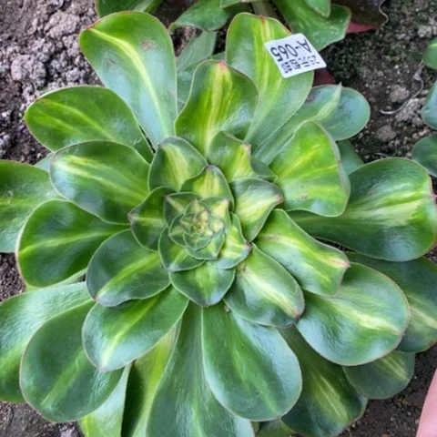 65燕姿中斑满25包邮多肉