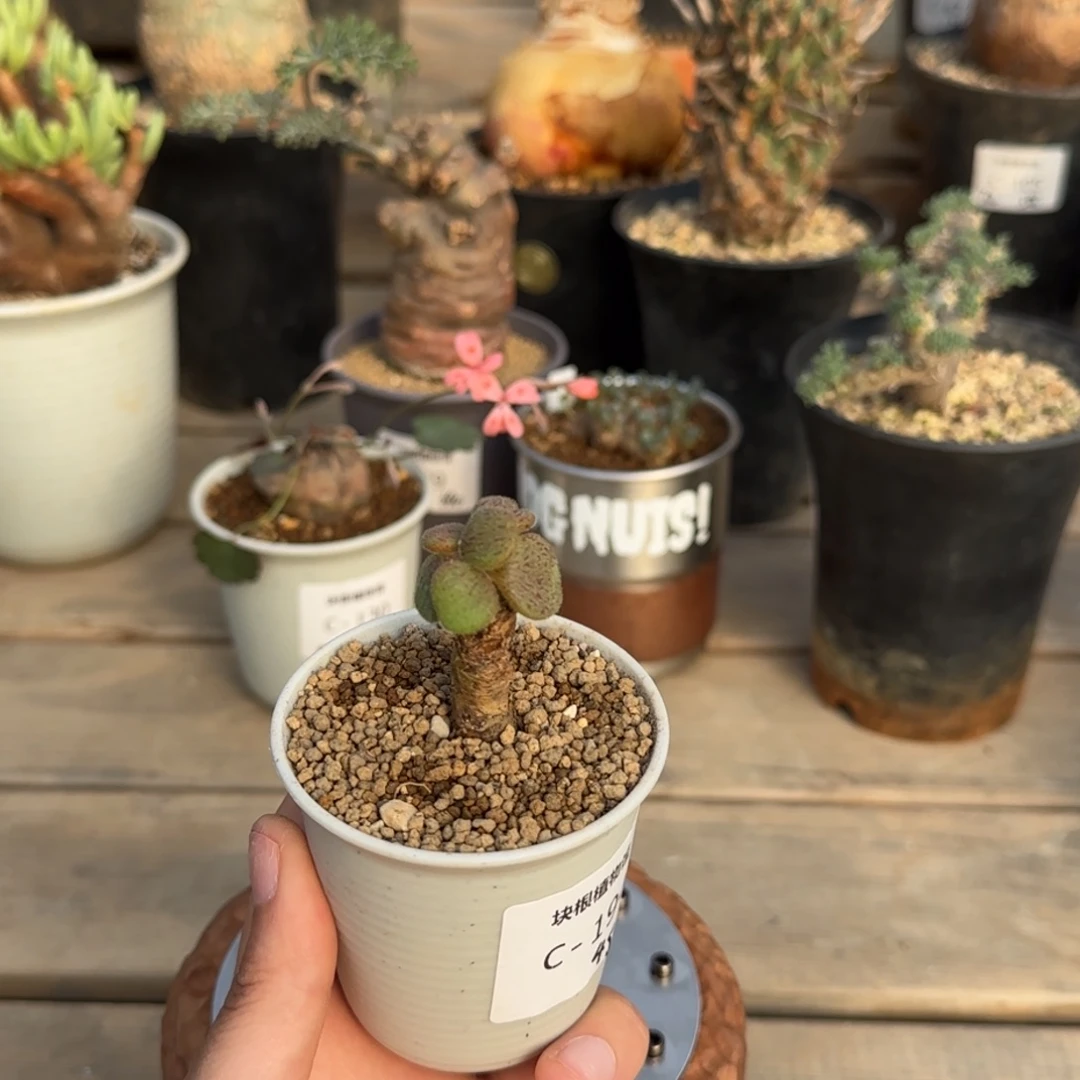 194薛辉圣塔满50包邮