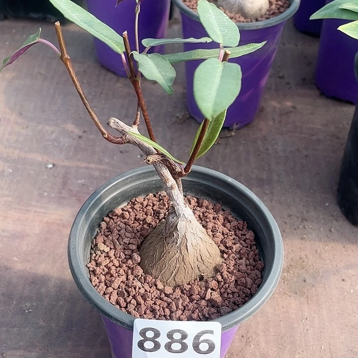 886紫背箩魔块根，