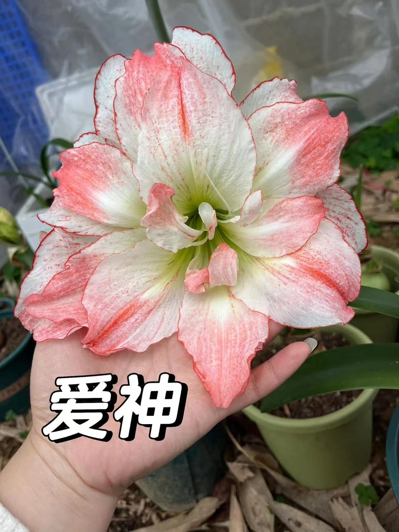 爱神 新人粉丝福利 对版朱顶红种球自然球