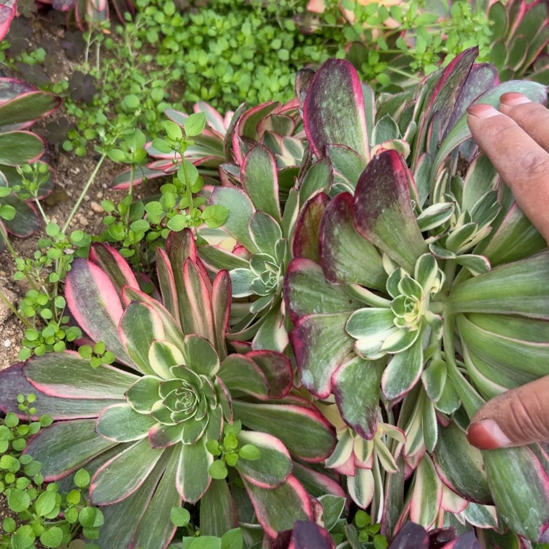223黑魔锦多肉植物