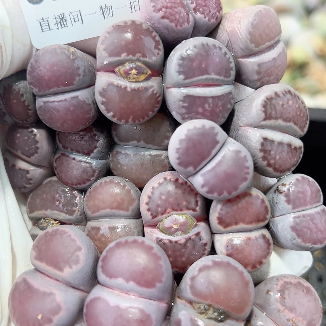 8773 好养易活生石花大母本20个长腿特价处理