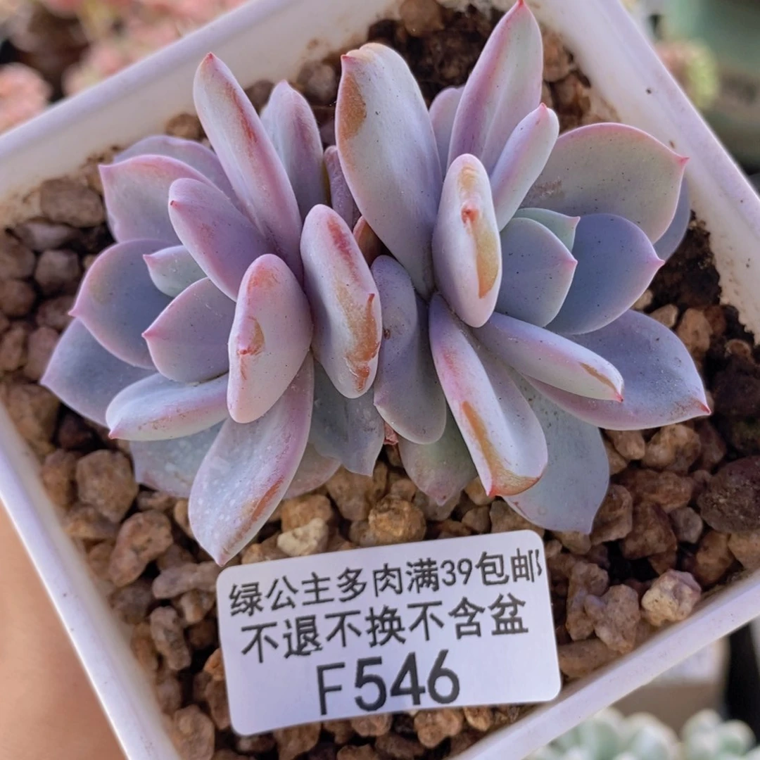 奶茶7cm546多肉植物