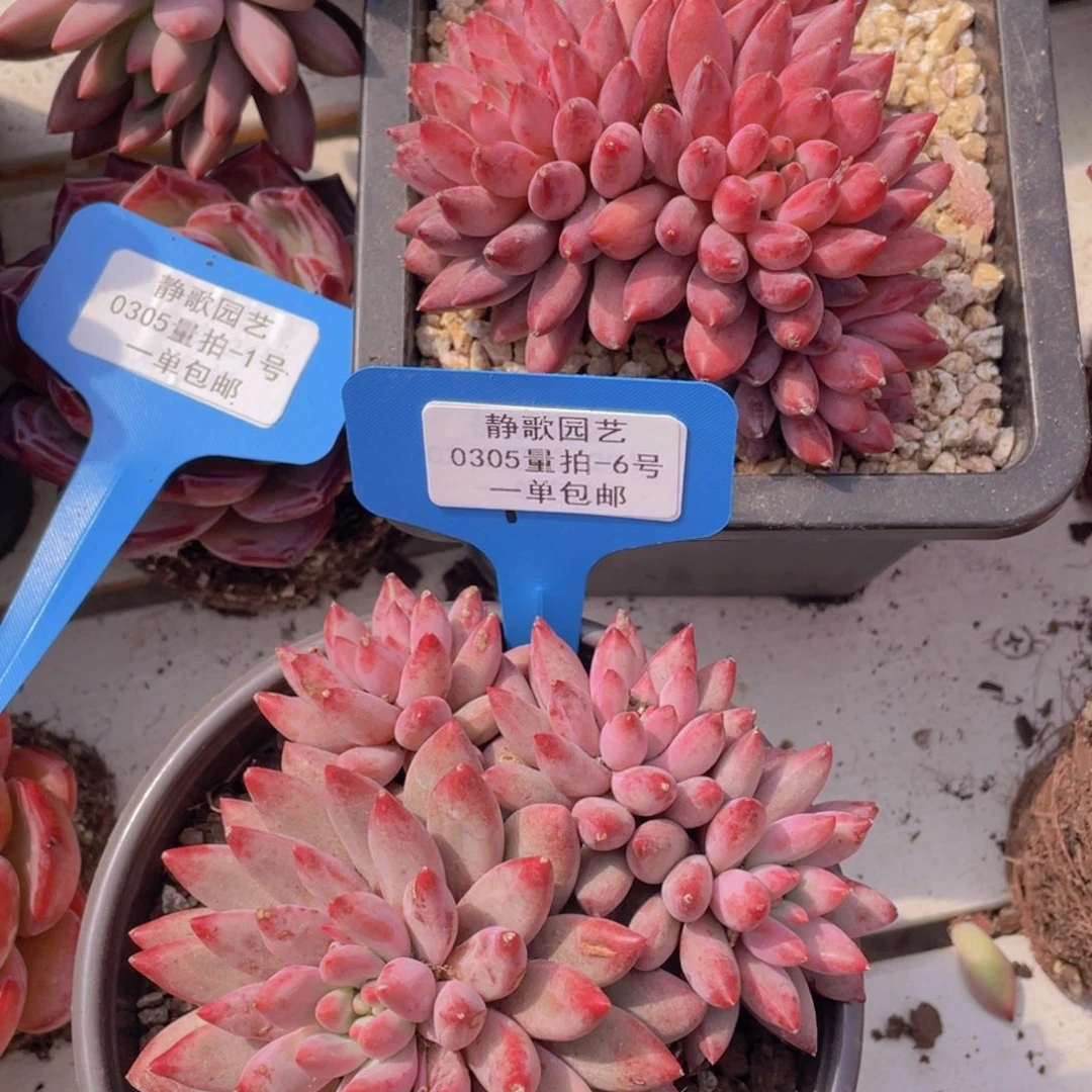 0305-6-老桩大群一代虞美人羽毛体一颗