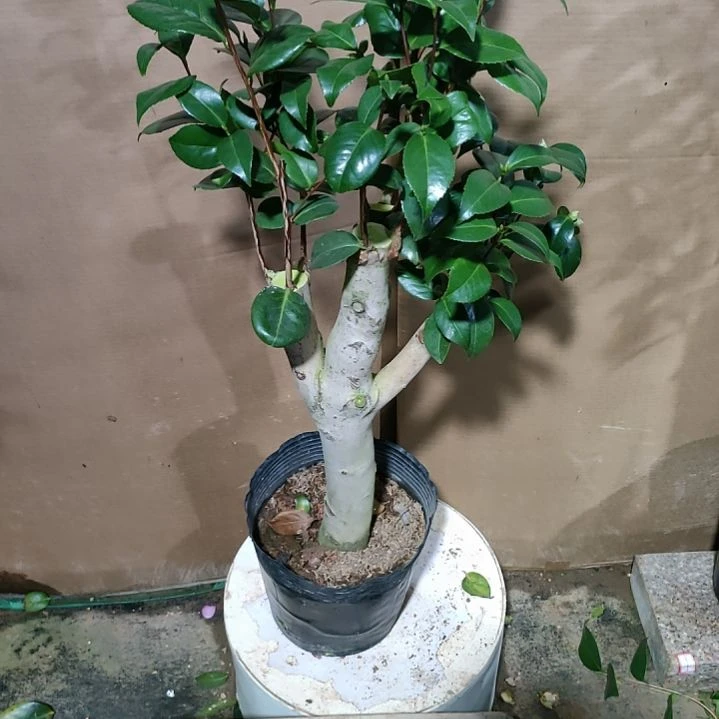 739四品，原盆原土发货，不包邮