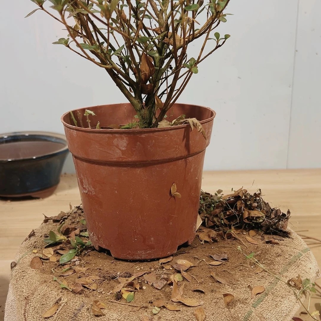 盆景皋月杜鹃品种彩