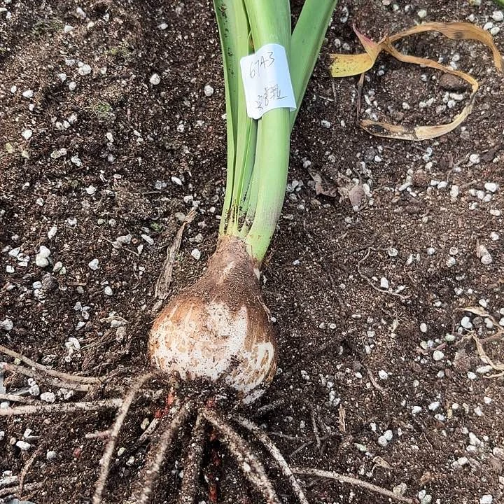 往****好安吉拉5+带土6743