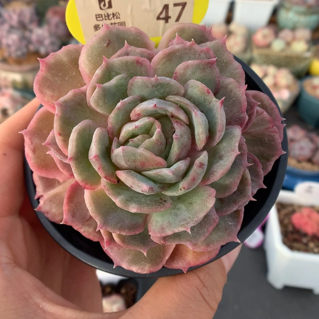 47昂斯诺石化多肉植物