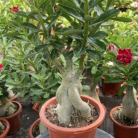 【闪购商品】无花朵摇****英