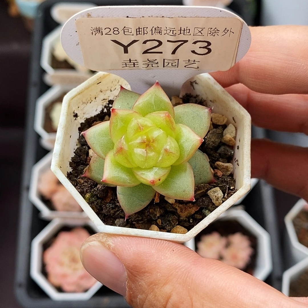 0273 B22喜之郎 3cm