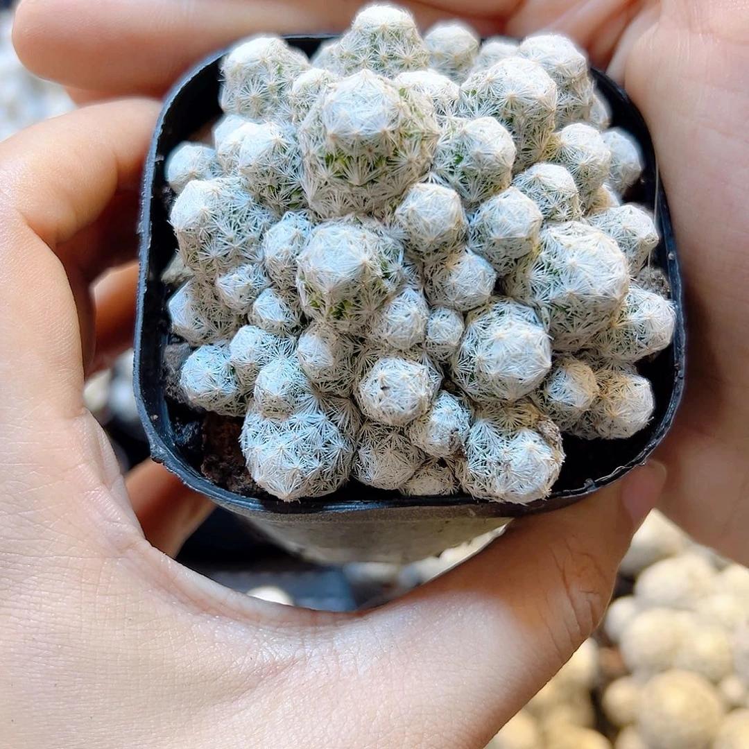 自根小型姬春星6公分脱土