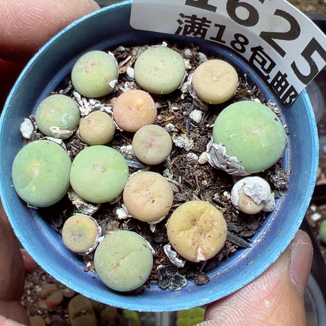 【闪购商品】 1625。
