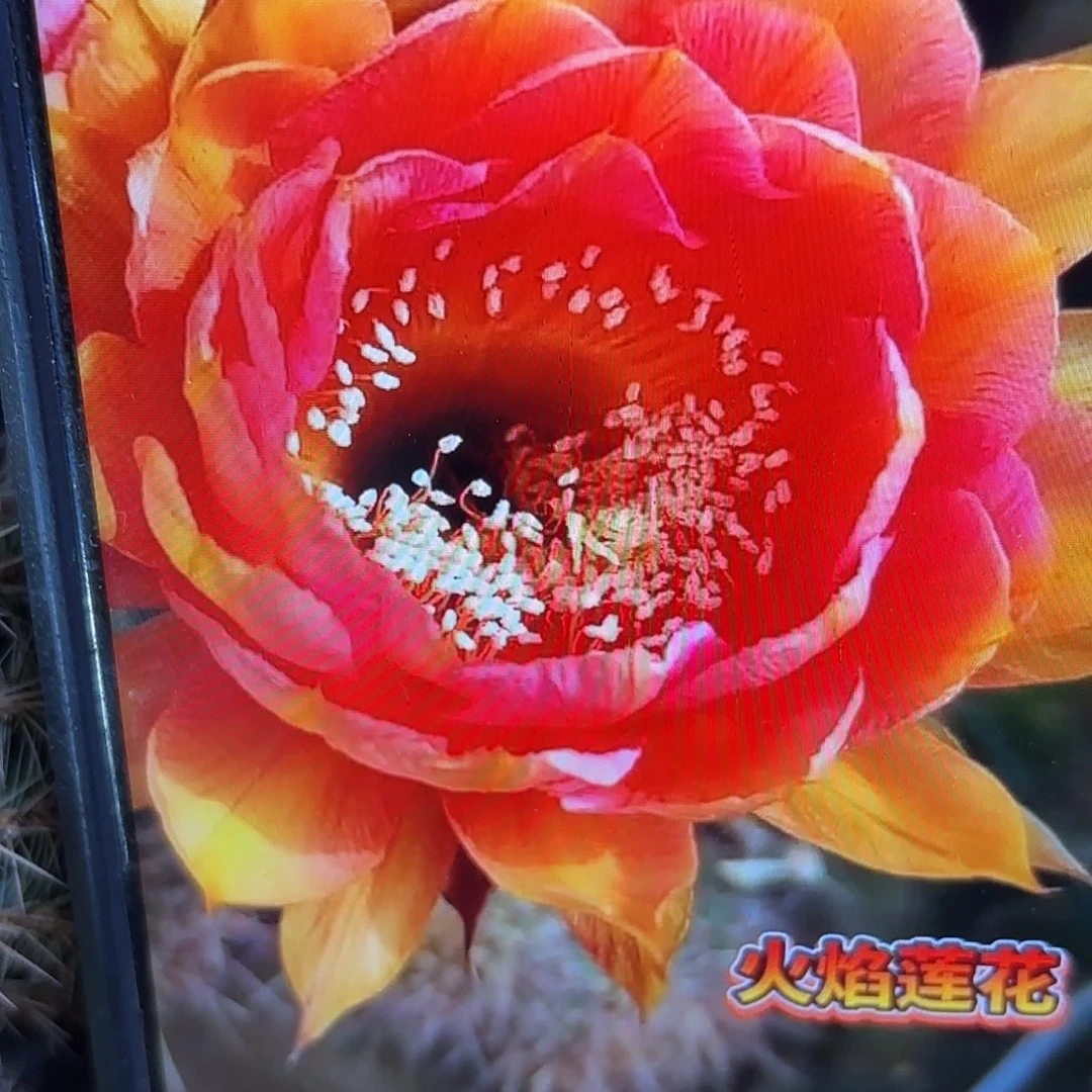 火焰莲花彩侧牙20包邮仙人球17