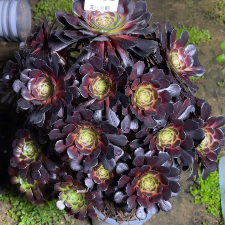 皓*瑞妈多肉1.29.663