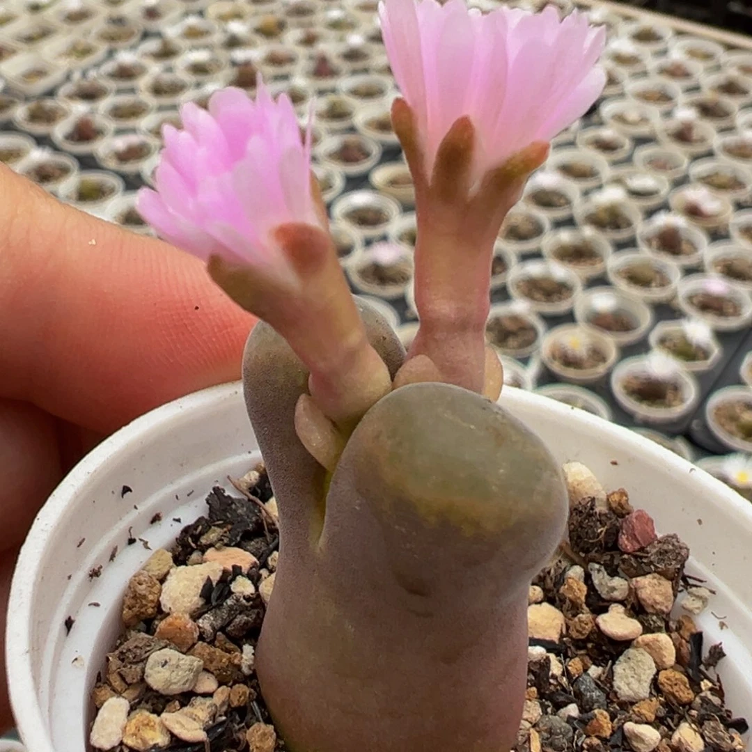 红宝石变异风铃多肉