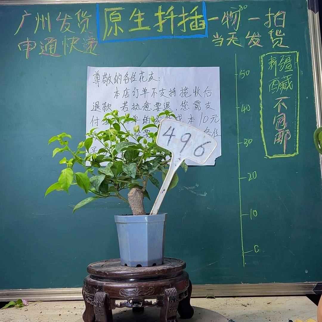 当前无花栽培后可以开花巴西紫 坨坨 大宝 496