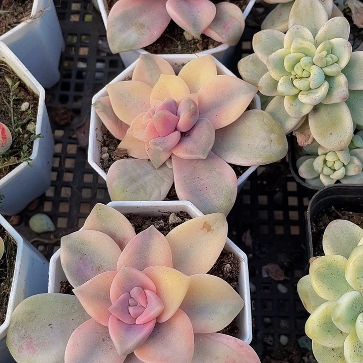 紫乐锦带盆土发货