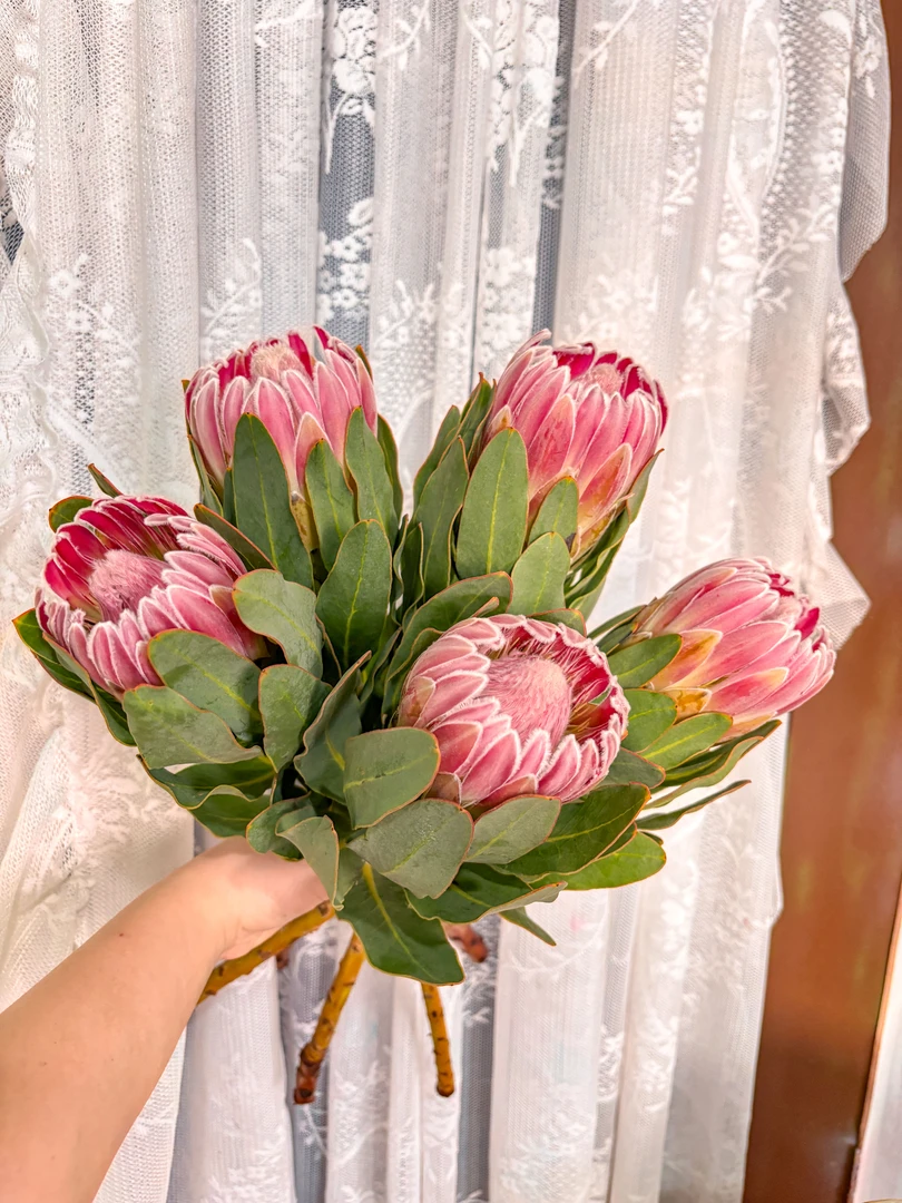 【嘉年华】南非进口新鲜嘉年华公主鲜花花束