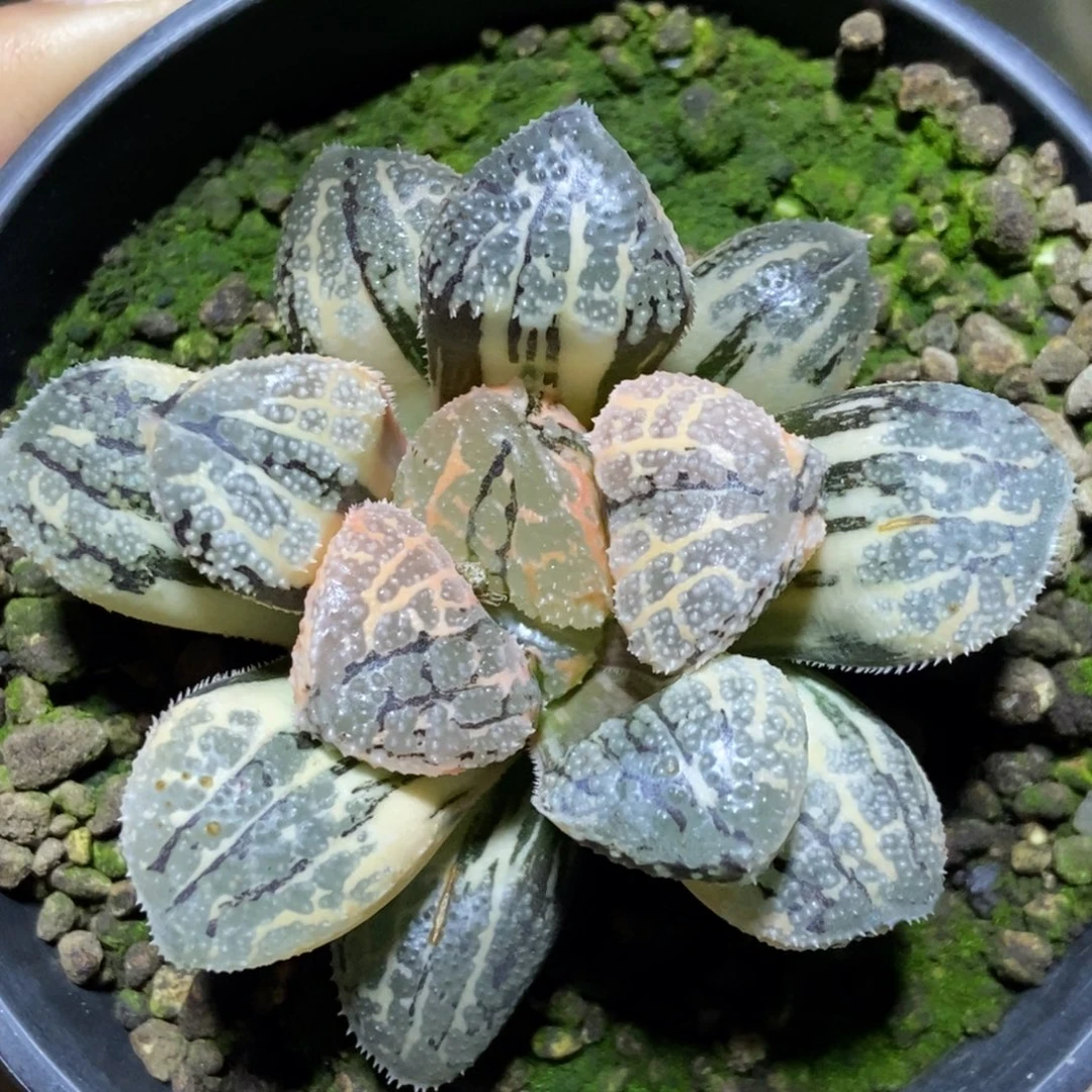 胖***依发这颗摩多补差价