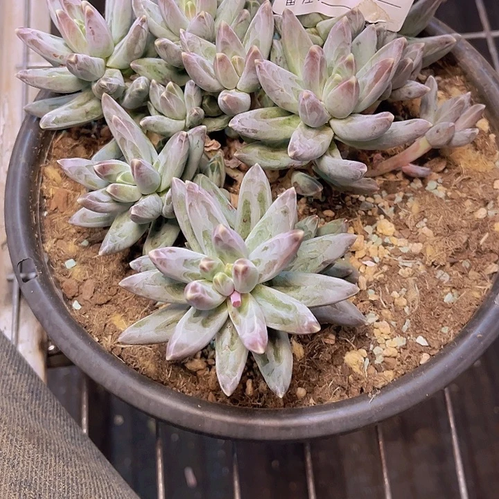 彩****好喜欢你这个造型诶434