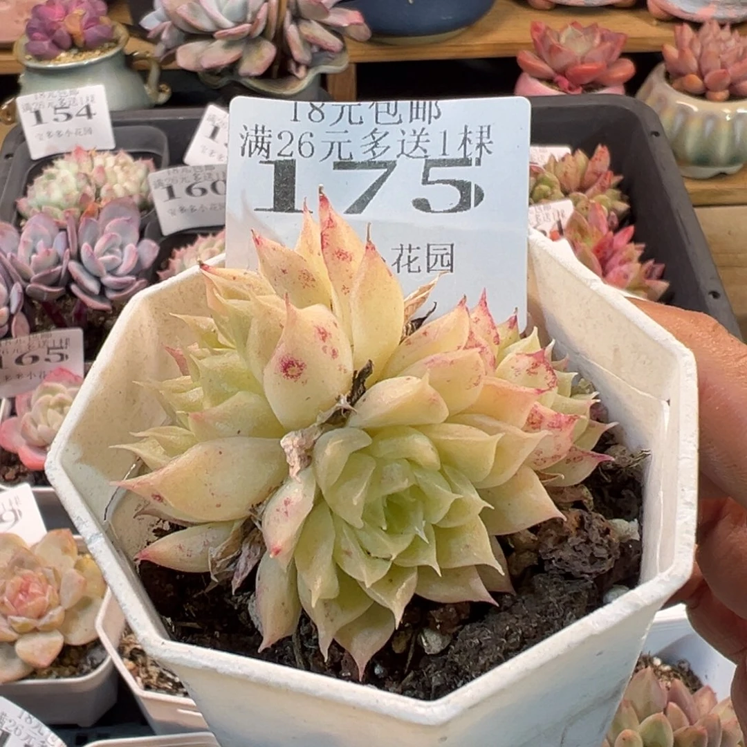 麦秆群叶片微瑕疵一物一拍多肉满18元包邮明天发货