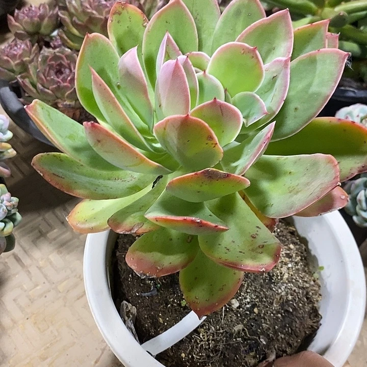 小七夕多肉不知名114