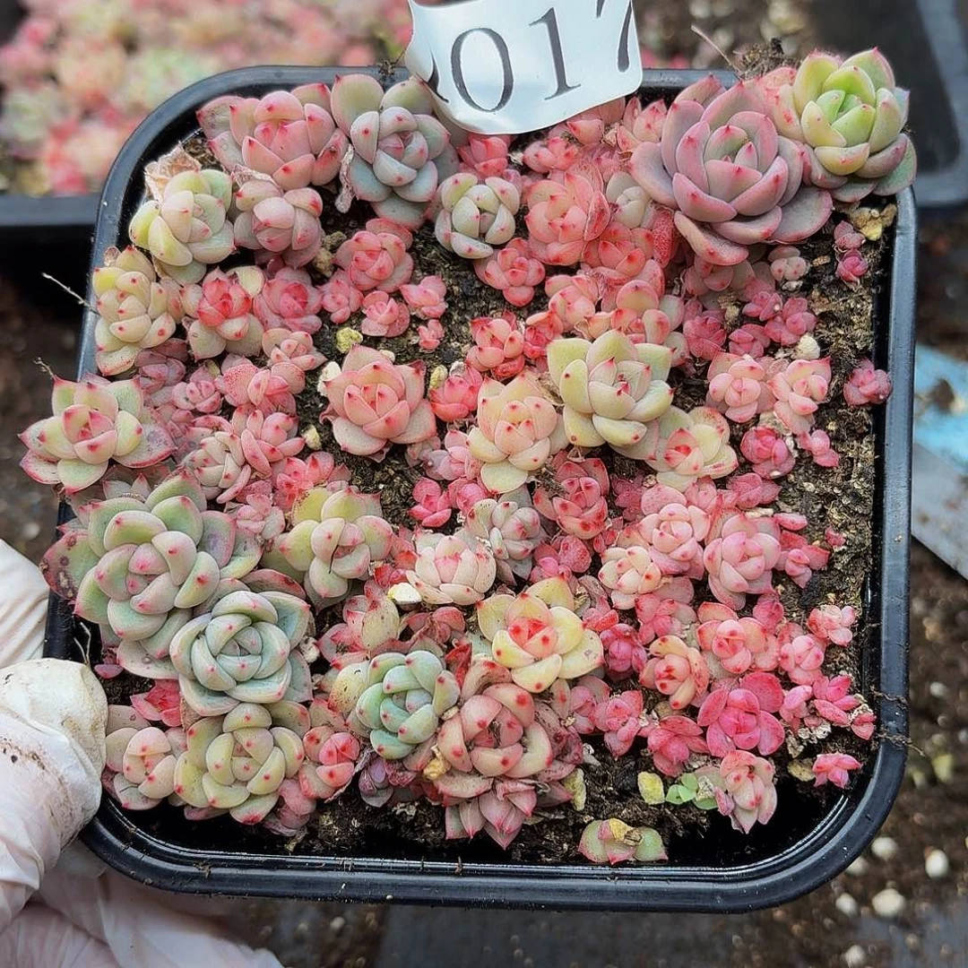 多肉植物多肉植物1017