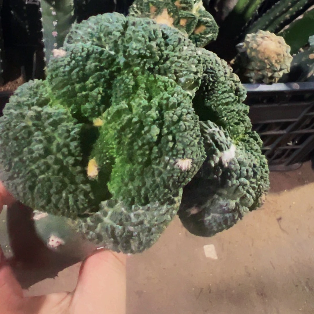 无花朵双头大尤颗粒哥斯拉牡丹987