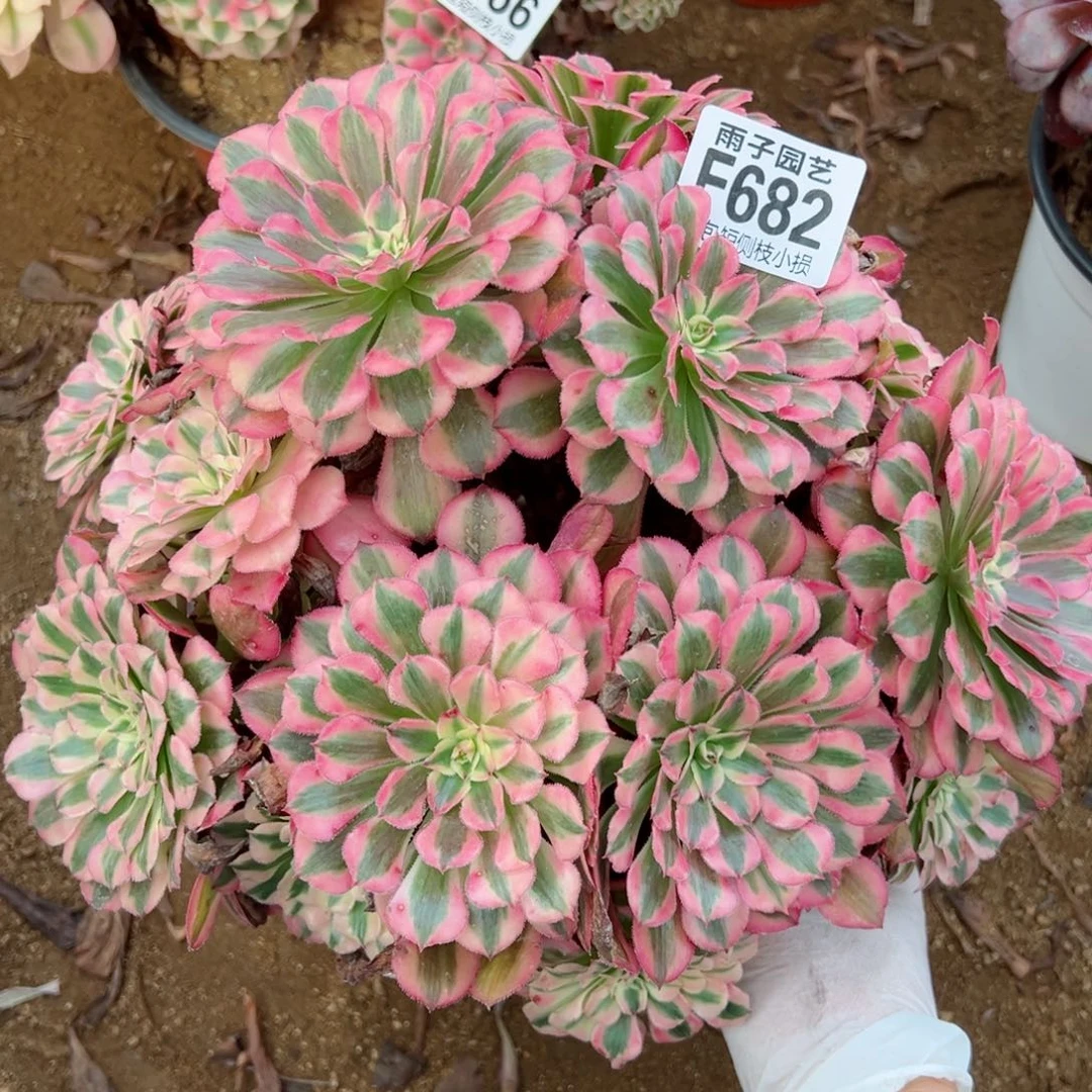 682红彤白尺寸28左右