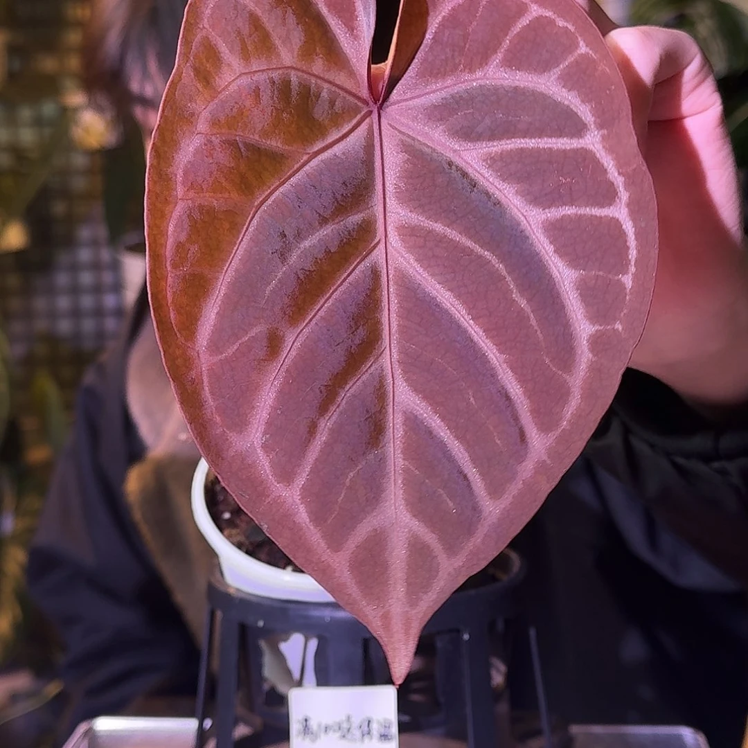 不开花植物H278紫水晶杂阿波罗