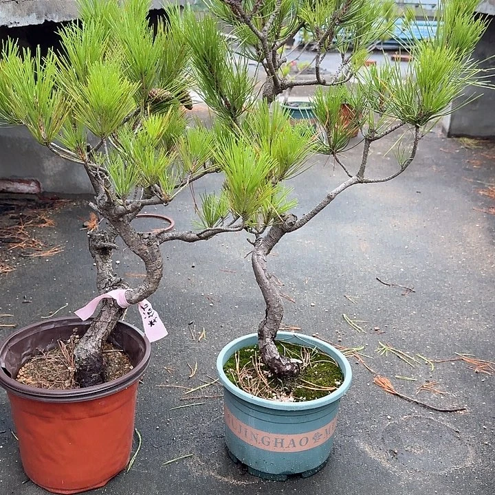 李***友无花朵盆栽植物黑松盆景