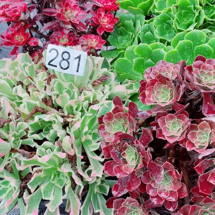 多肉植物组合281