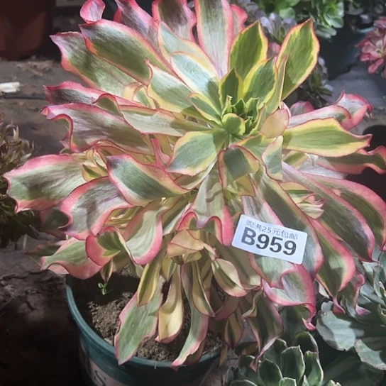 拾*一颗多肉法师植物