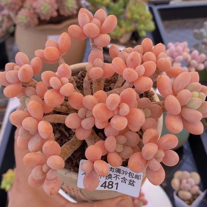 鱼子酱老桩13cm481多肉植物