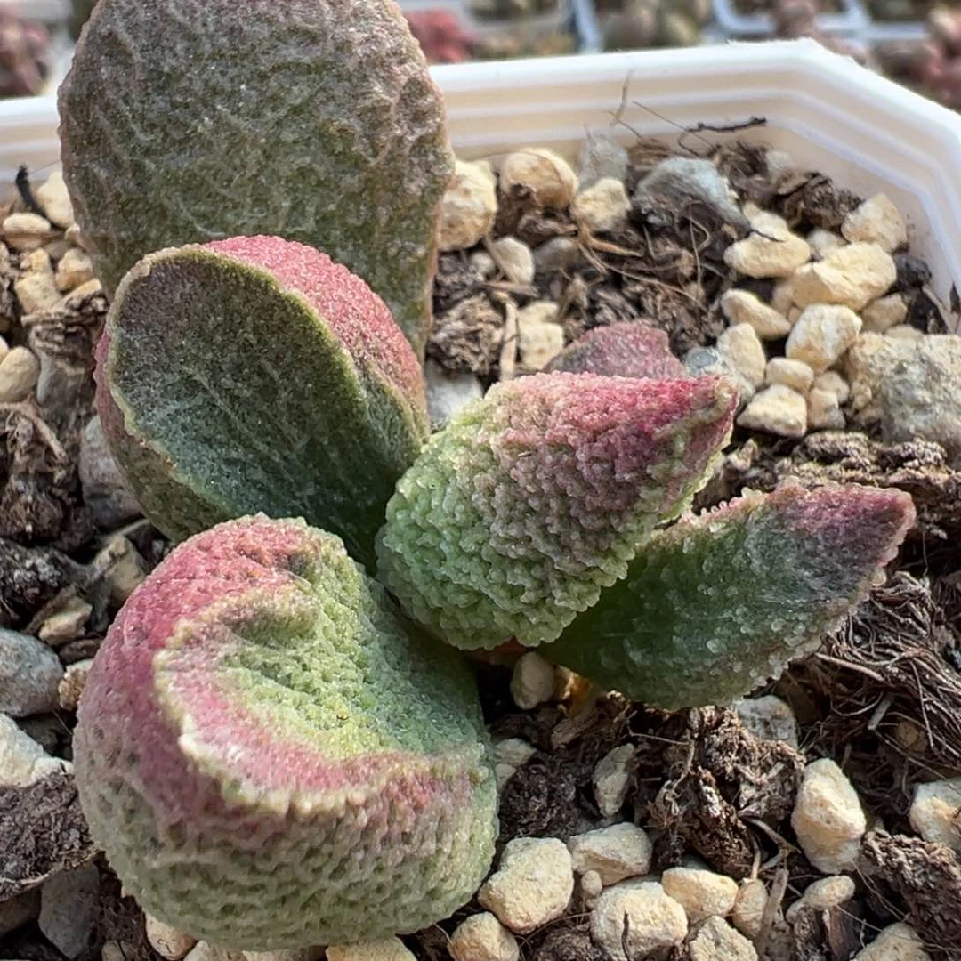 巨猪宝水泡多肉植物