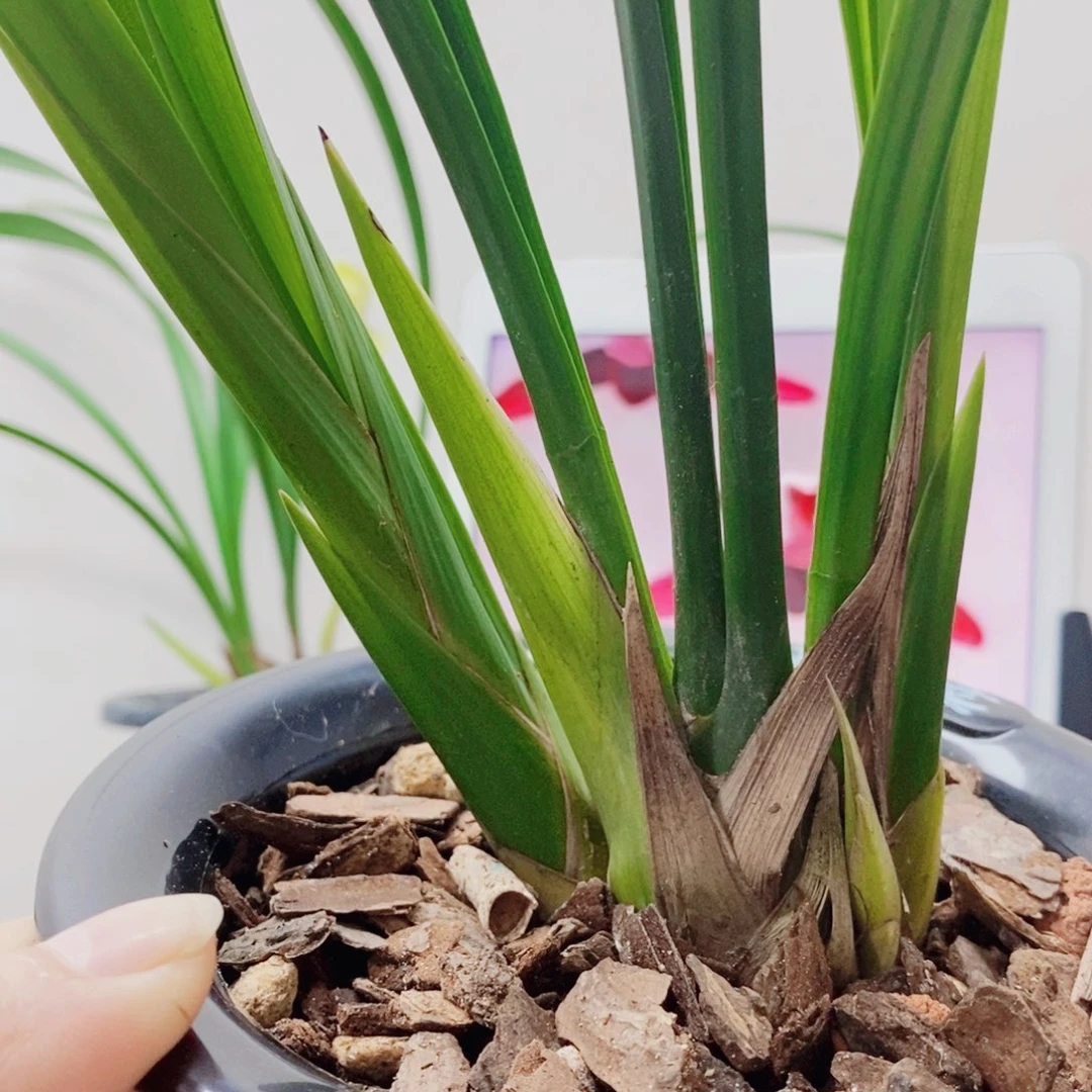 用***0当前无花栽培后可以开花