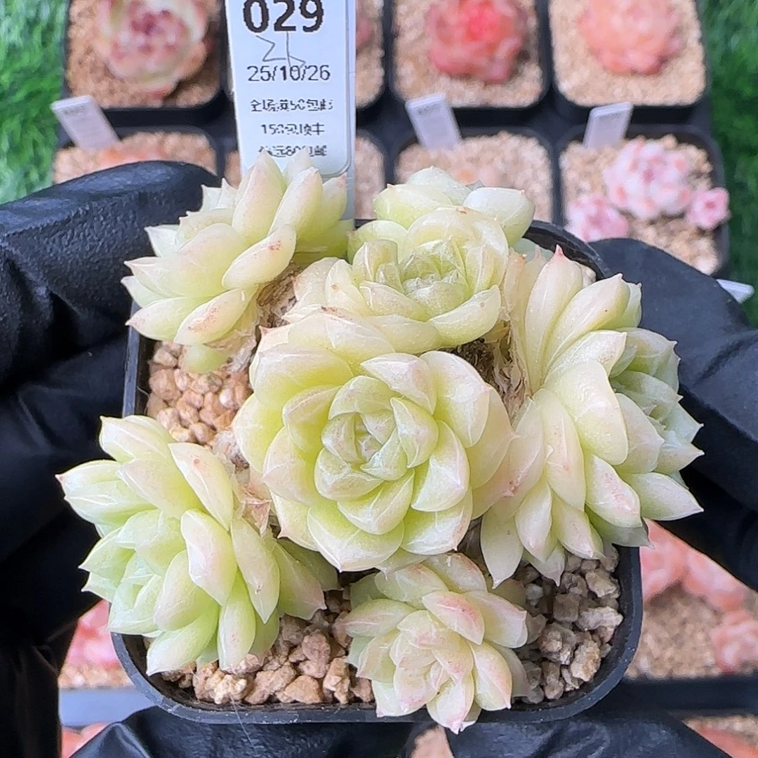 029    麦秆  5厘米盆