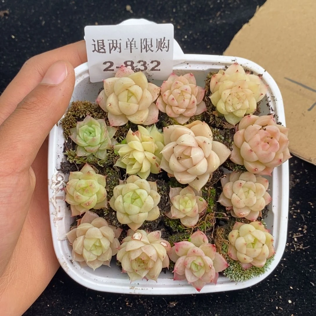 2-832 新疆西藏内蒙不发其他12.8包邮两到三公分多肉