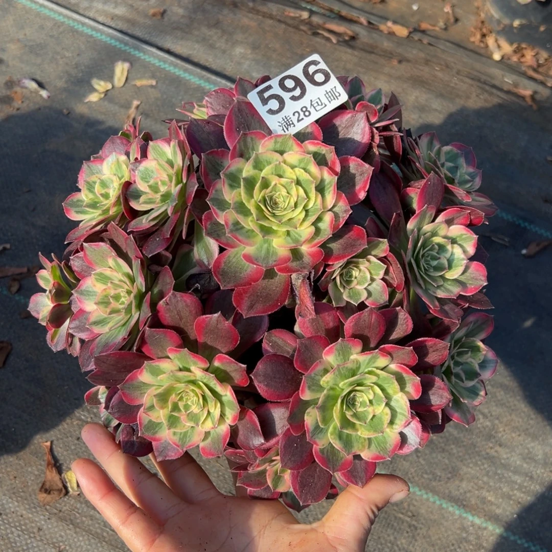 多肉植物596赤子心